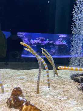 すみだ水族館に投稿された画像（2021/12/13）