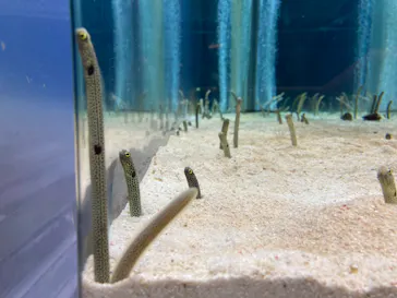 すみだ水族館に投稿された画像（2021/12/13）