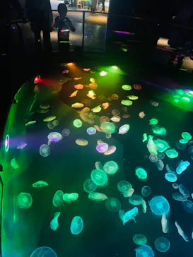 すみだ水族館に投稿された画像（2021/12/13）