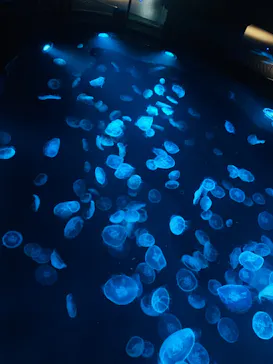 すみだ水族館に投稿された画像（2021/12/13）