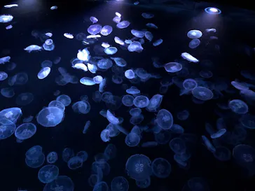 すみだ水族館に投稿された画像（2021/12/13）