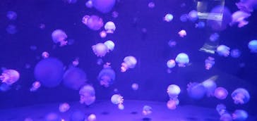京都水族館に投稿された画像（2021/12/13）