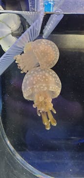 京都水族館に投稿された画像（2021/12/13）