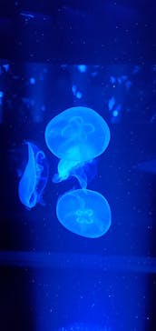 京都水族館に投稿された画像（2021/12/13）