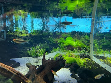 カワスイ 川崎⽔族館に投稿された画像（2021/12/13）