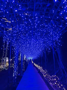 美らヤシパークオキナワ・東南植物楽園に投稿された画像（2021/12/13）