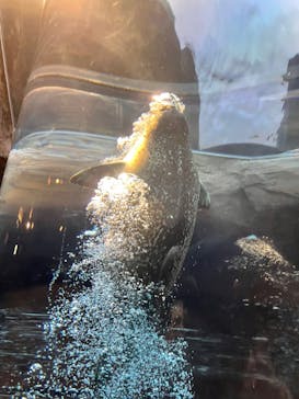 旭川市旭山動物園に投稿された画像（2021/12/13）