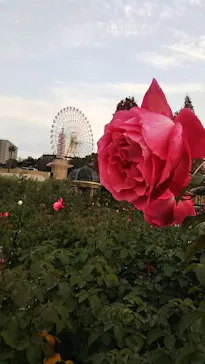 ひらかたパークに投稿された画像（2021/12/13）