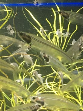 カワスイ 川崎⽔族館に投稿された画像（2021/12/13）