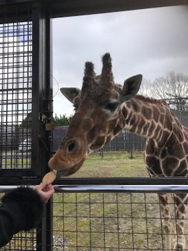 那須サファリパークに投稿された画像（2021/12/13）