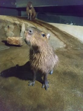 マクセル アクアパーク品川に投稿された画像（2021/12/13）