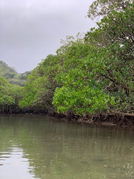 マングローブ茶屋に投稿された画像（2021/12/13）