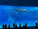 沖縄美ら海水族館に投稿された画像（2021/12/13）