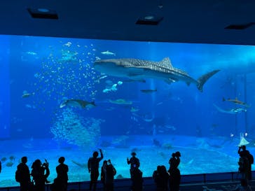 沖縄美ら海水族館に投稿された画像（2021/12/13）