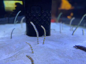 沖縄美ら海水族館に投稿された画像（2021/12/13）