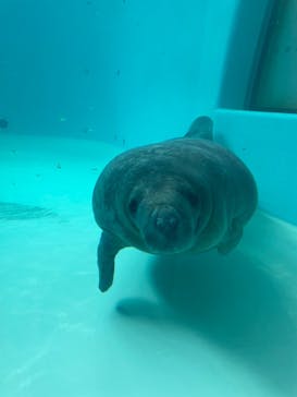 沖縄美ら海水族館に投稿された画像（2021/12/13）