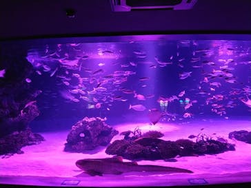 サンシャイン水族館に投稿された画像（2021/12/13）