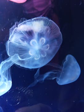 サンシャイン水族館に投稿された画像（2021/12/13）