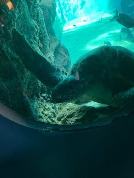 箱根園水族館に投稿された画像（2021/12/13）