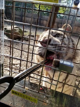 群馬サファリパークに投稿された画像（2021/12/13）