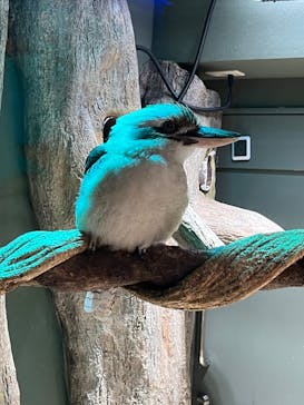 カワスイ 川崎⽔族館に投稿された画像（2021/12/13）