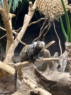 カワスイ 川崎⽔族館に投稿された画像（2021/12/13）