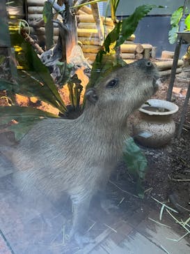 カワスイ 川崎⽔族館に投稿された画像（2021/12/13）