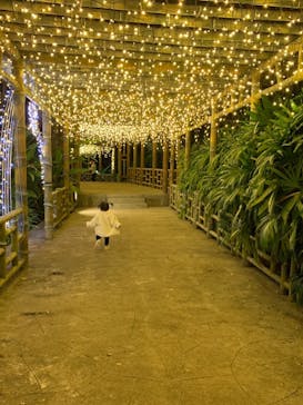 美らヤシパークオキナワ・東南植物楽園に投稿された画像（2021/12/13）