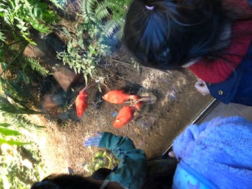 カワスイ 川崎⽔族館に投稿された画像（2021/12/14）