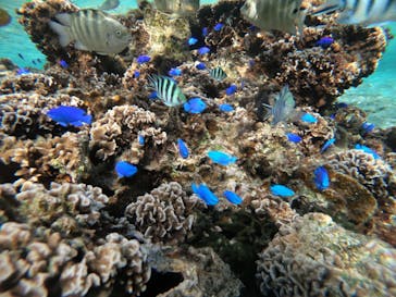 武藤潜水に投稿された画像（2021/12/14）