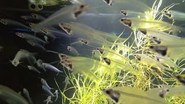 カワスイ 川崎⽔族館に投稿された画像（2021/12/13）