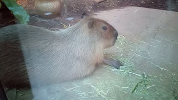 カワスイ 川崎⽔族館に投稿された画像（2021/12/13）