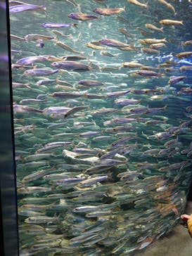 サンシャイン水族館に投稿された画像（2021/12/14）