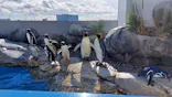 仙台うみの杜水族館に投稿された画像（2021/12/14）