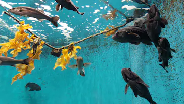 仙台うみの杜水族館に投稿された画像（2021/12/14）