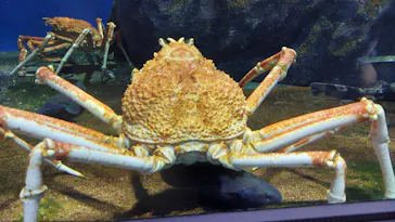 仙台うみの杜水族館に投稿された画像（2021/12/14）