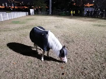 東京メガイルミに投稿された画像（2021/12/14）