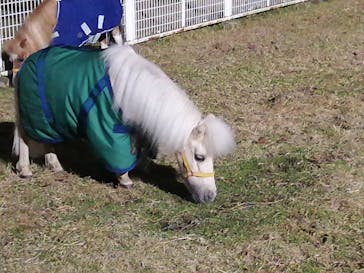 東京メガイルミに投稿された画像（2021/12/14）