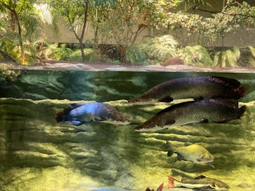 カワスイ 川崎⽔族館に投稿された画像（2021/12/14）