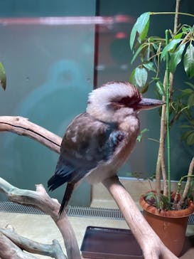 カワスイ 川崎⽔族館に投稿された画像（2021/12/14）