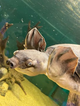 カワスイ 川崎⽔族館に投稿された画像（2021/12/14）