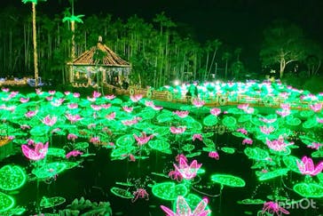 美らヤシパークオキナワ・東南植物楽園に投稿された画像（2021/12/14）