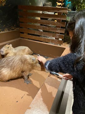 Moff animal world MARK IS みなとみらい店に投稿された画像（2021/12/14）