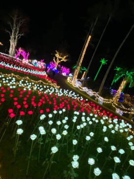 美らヤシパークオキナワ・東南植物楽園に投稿された画像（2021/12/14）