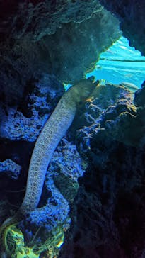 サンシャイン水族館に投稿された画像（2021/12/15）