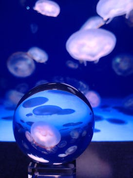 新江ノ島水族館に投稿された画像（2021/12/15）