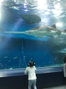 マクセル アクアパーク品川に投稿された画像（2021/12/15）