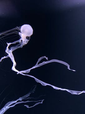 サンシャイン水族館に投稿された画像（2021/12/15）