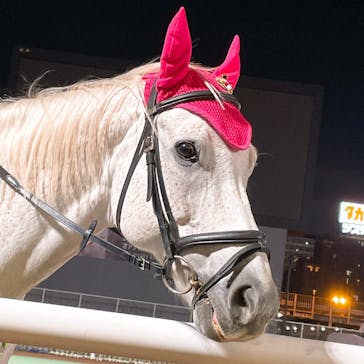 東京メガイルミに投稿された画像（2021/12/15）