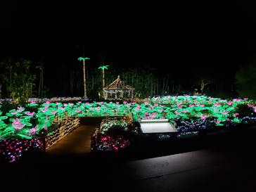 美らヤシパークオキナワ・東南植物楽園に投稿された画像（2021/12/15）